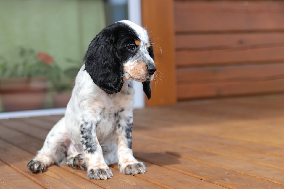 10 Essential Care Tips for Happy, Healthy Boykin Spaniels