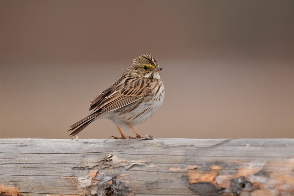 10 Fascinating Facts About Savannah Cats That Will Enchant You!