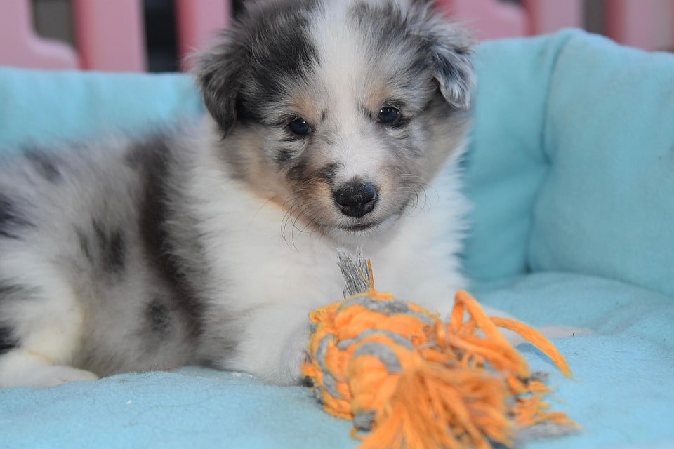 10 Surprising Traits of the Bergamasco Sheepdog You’ll Adore!
