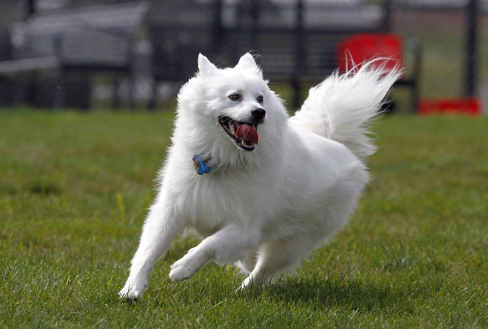 5 Charming Traits of the American Eskimo Dog You’ll Love!
