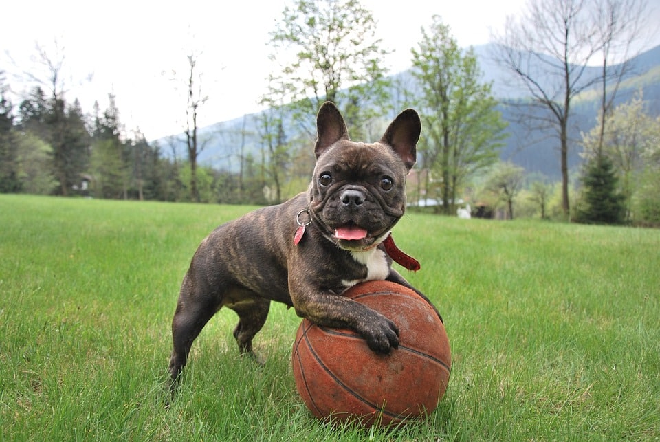 5 Essential Care Tips for Happy French Bulldogs!