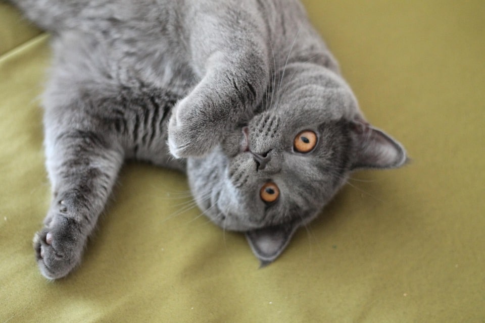 5 Heartwarming Traits of Colourpoint Shorthairs That Will Melt Your Heart