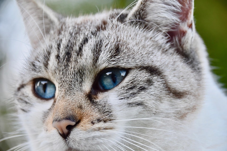 5 Heartwarming Traits of Ojos Azules: The Breed That Captivates Hearts!