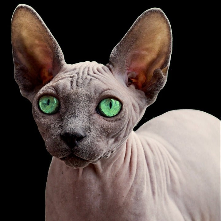5 Unique Facts About Sphynx Cats & Dogs That Will Melt Your Heart