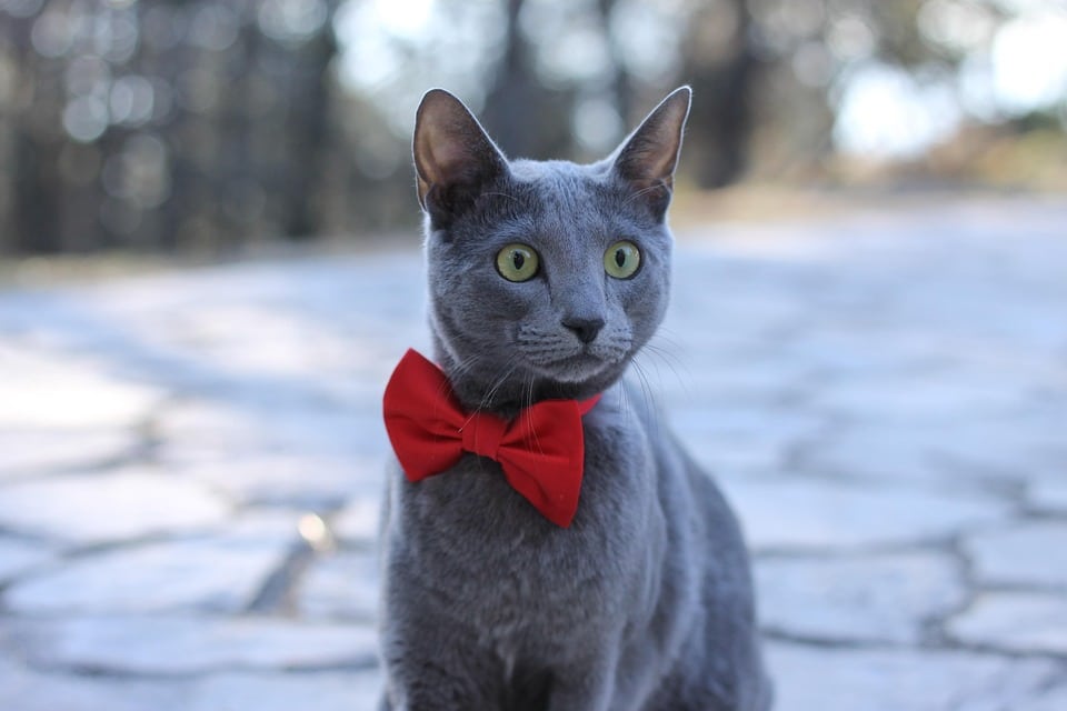 7 Heartwarming Traits of the Russian Blue: Your Next Best Friend!