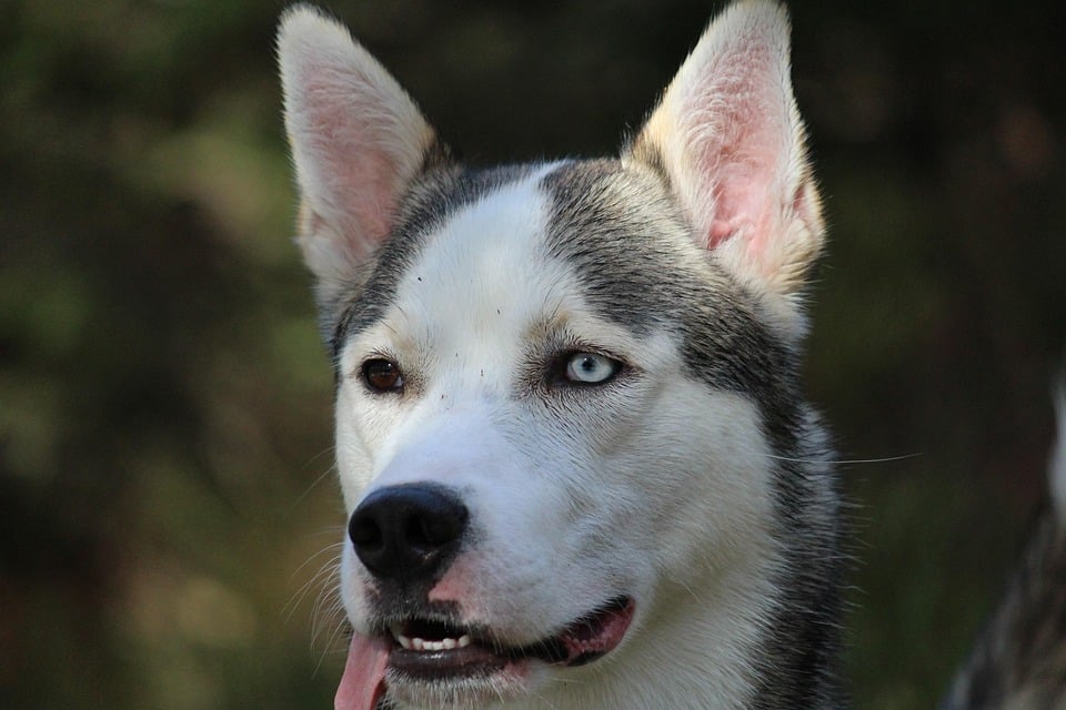 Alaskan Husky: The Joyful Companion Every Dog Lover Needs