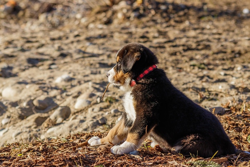 Bernese Mountain Dogs: Your Ultimate Guide to Caring for These Gentle Giants