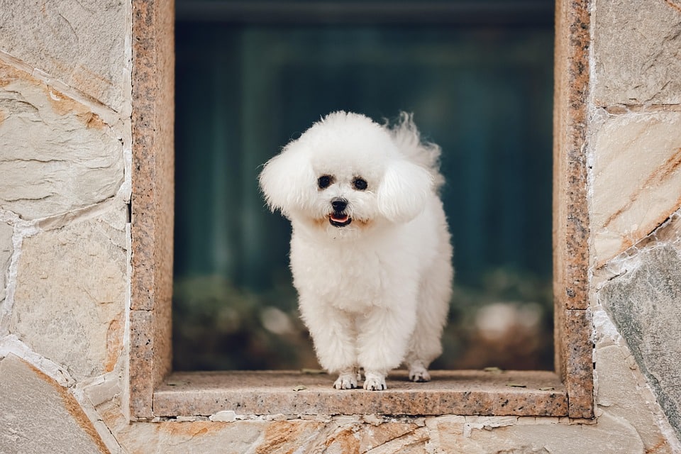 Bichon Frise: The Joyful Companion Every Pet Owner Adores!