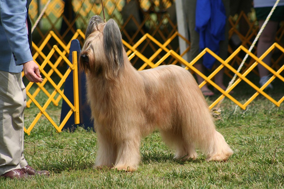 Briard Dogs: Loyal Companions with a Heart of Gold