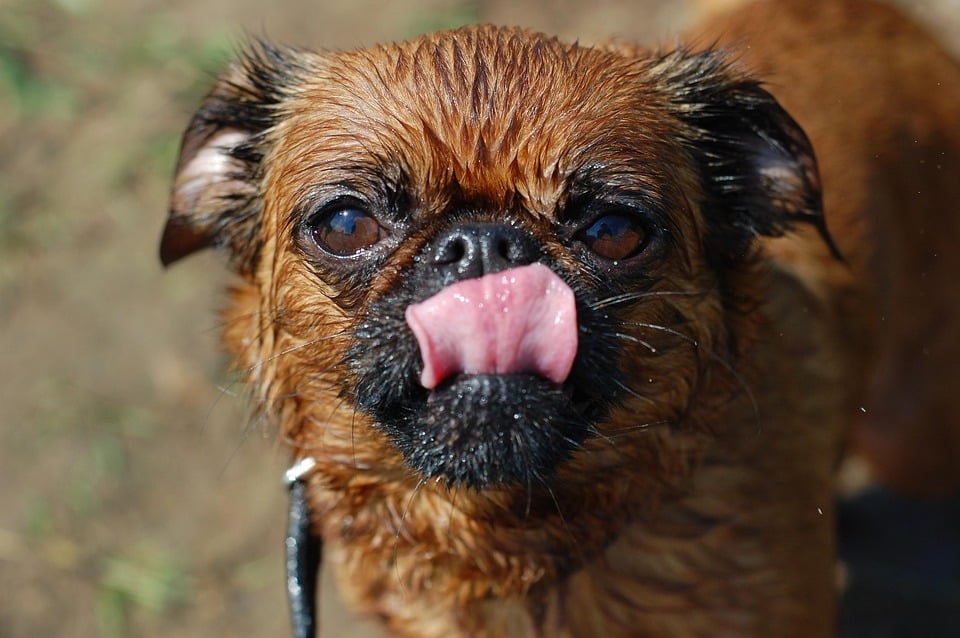 Brussels Griffon: The Charming Companion with a Big Heart