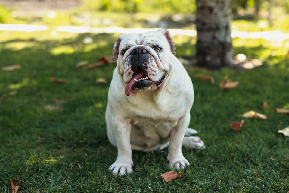 Bulldogs Unleashed: 7 Heartwarming Traits Every Owner Should Know!