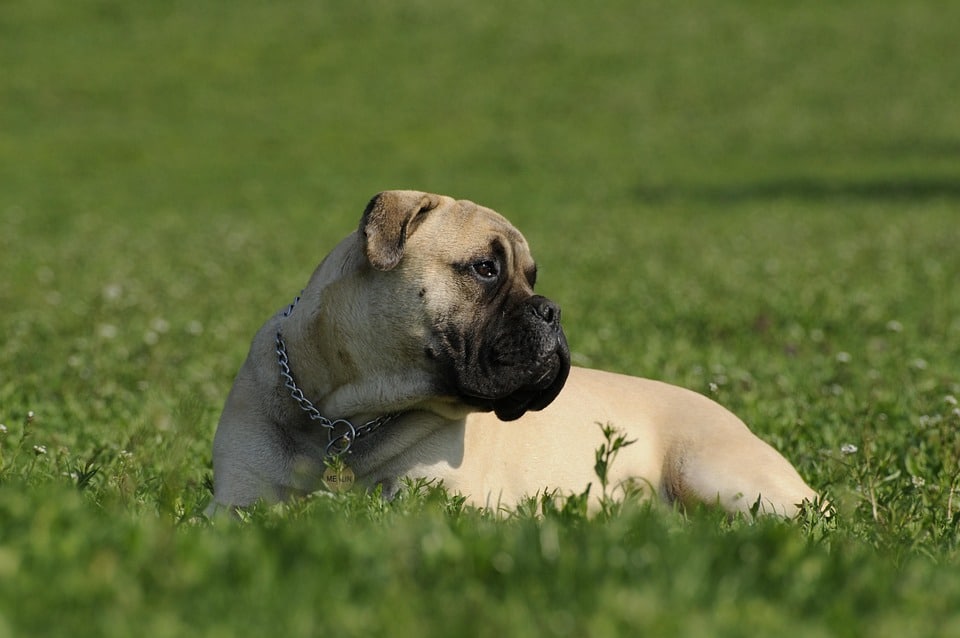 Bullmastiff Bliss: 8 Traits That Make Them Ideal Family Companions
