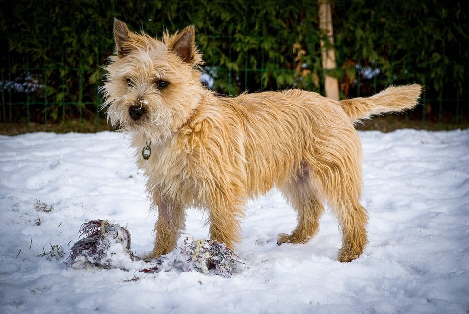 Cairn Terriers: The Heartwarming Companions Every Pet Lover Needs!
