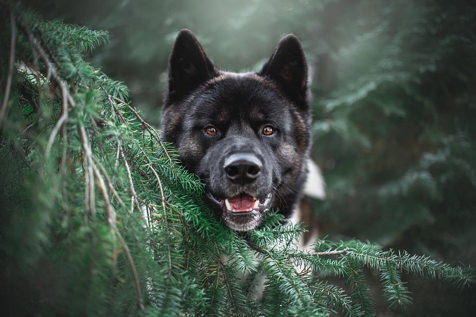 Caring for Your Akita: Essential Tips for a Happy and Healthy Pup
