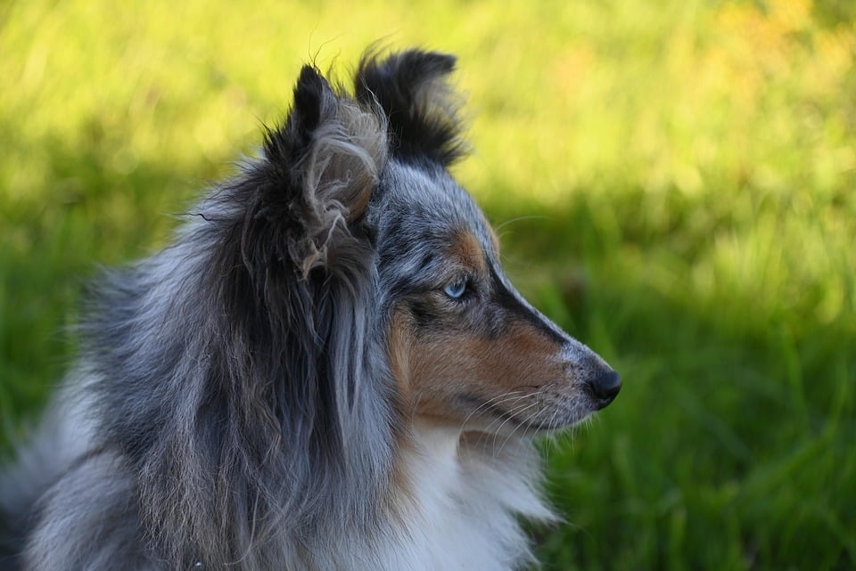 Caring for Your Bergamasco Sheepdog: Tips for Happy, Healthy Paws