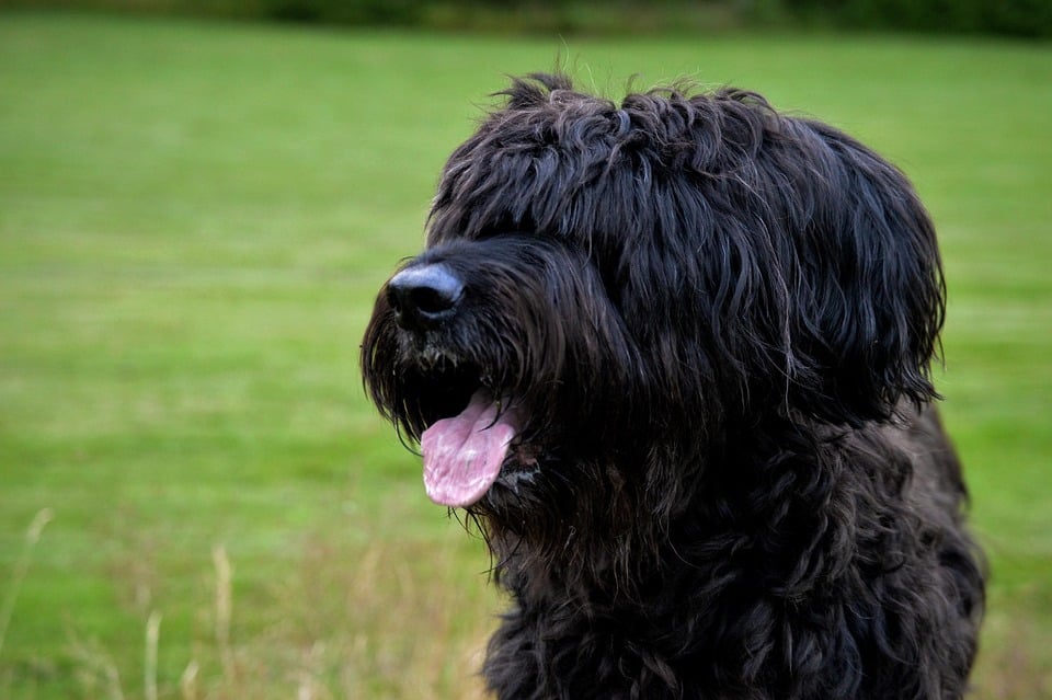 Caring for Your Briard: Tips for a Happy, Healthy Pup