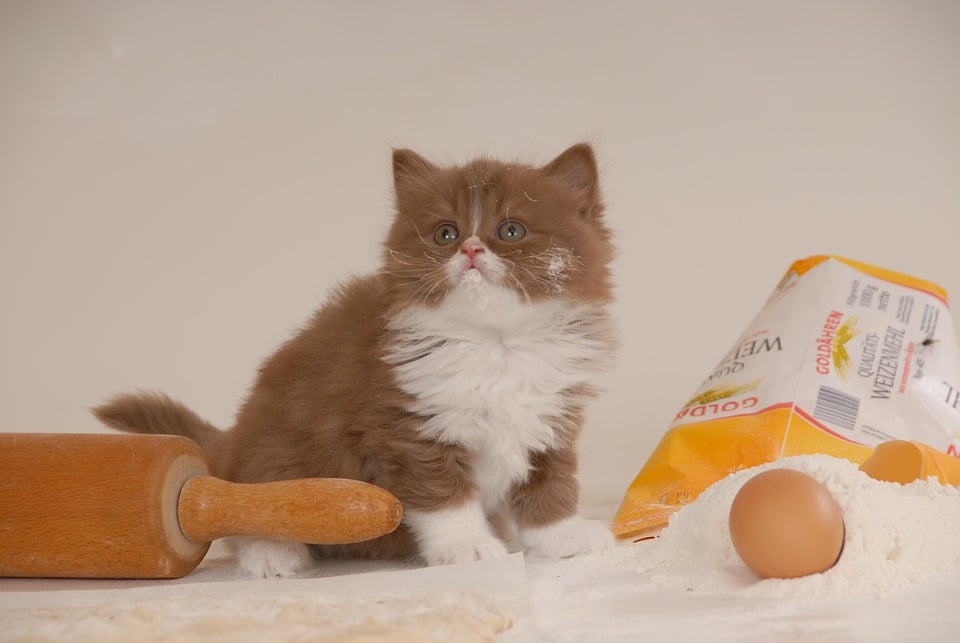 Caring for Your British Longhair: Tips for Happy, Healthy Cats