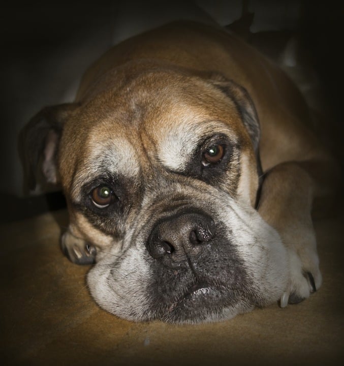 Caring for Your Bullmastiff: Tips for a Happy, Healthy Pup
