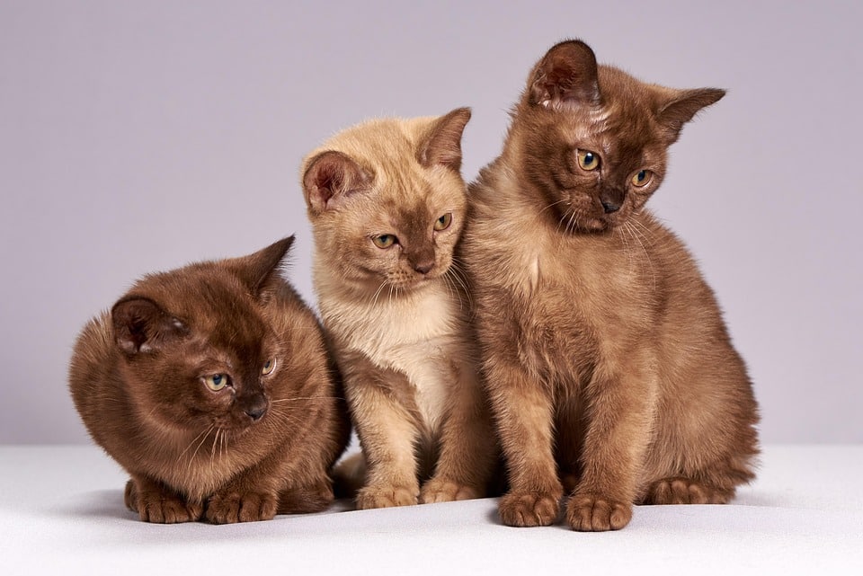 Caring for Your Burmese: Tips for a Happy, Healthy Pet