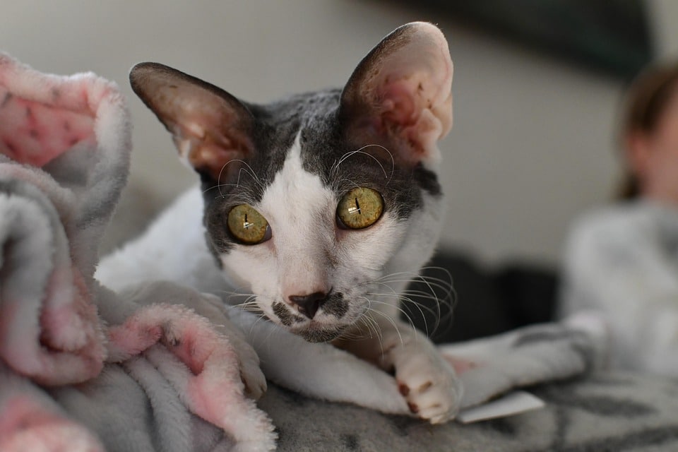 Caring for Your Cornish Rex: Tips for a Happy, Healthy Pet