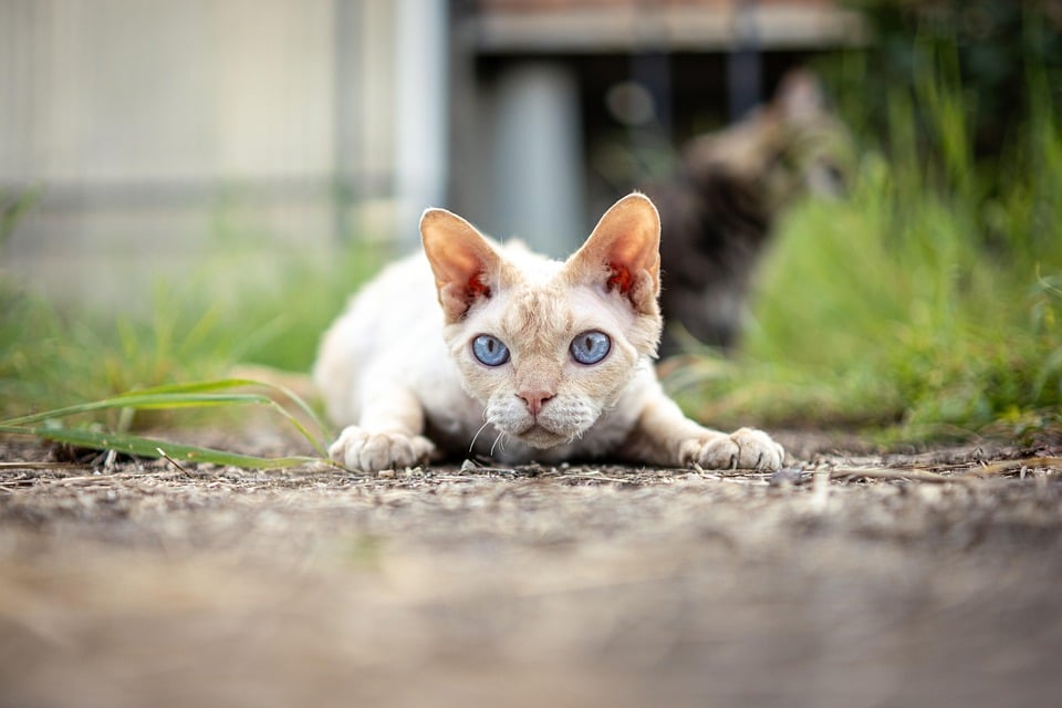 Caring for Your Devon Rex: Top Tips for Happy, Healthy Companions