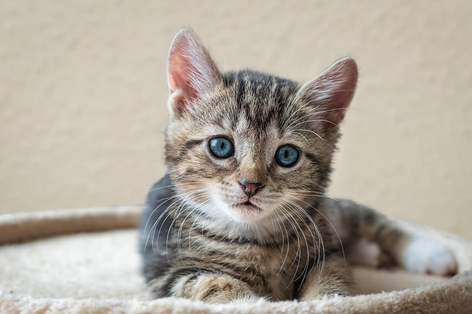 Caring for Your Domestic Shorthair: Essential Tips for Happy Pets