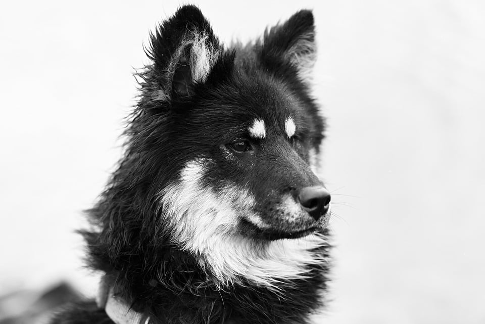 Caring for Your Eurasier: Tips for a Happy, Healthy Companion