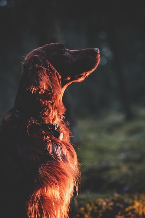 Caring for Your Field Spaniel: Tips for a Happy, Loyal Companion