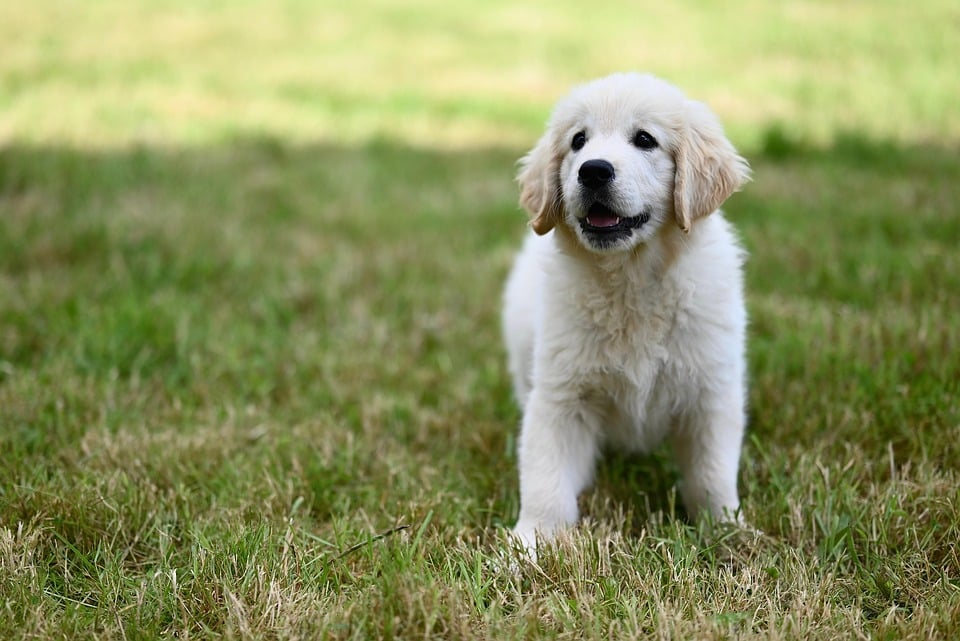Caring for Your Golden: Tips for a Happy, Healthy Pup