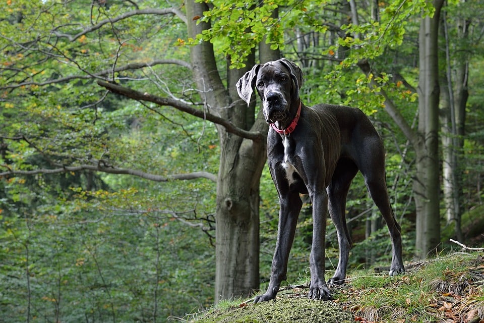 Caring for Your Great Dane: Tips for Joyful, Healthy Living