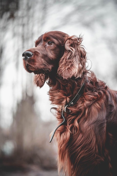 Caring for Your Irish Setter: Tips for a Happy, Healthy Pup