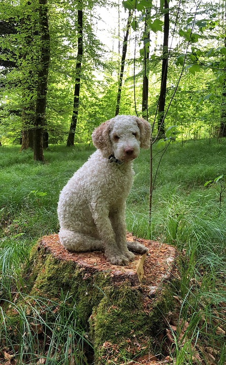 Caring for Your Lagotto Romagnolo: Tips for a Happy, Healthy Pup