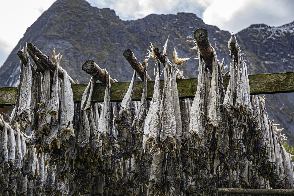 Caring for Your Norwegian Elkhound: Tips for a Happy, Healthy Life