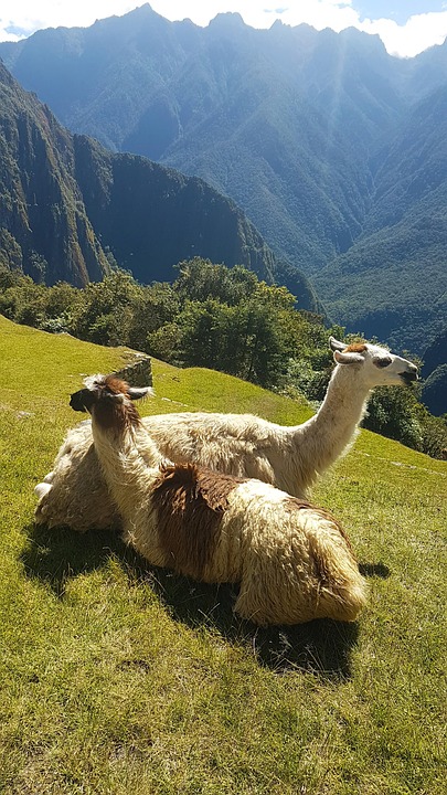 Caring for Your Peruvian Inca Orchid: Tips for a Happy, Healthy Pet