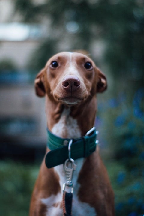 Caring for Your Pharaoh Hound: Tips for a Happy, Healthy Pup!