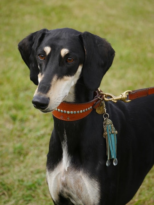 Caring for Your Saluki: Tips for a Happy, Healthy Hound