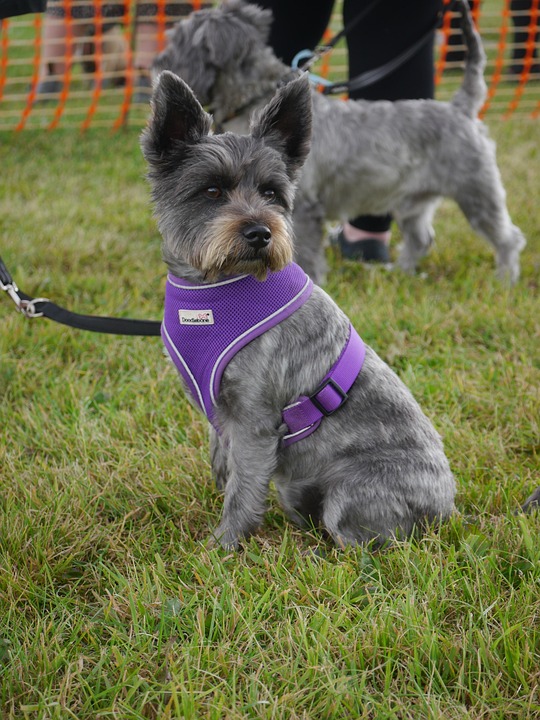 Caring for Your Sealyham Terrier: Tips for a Happy, Healthy Pup