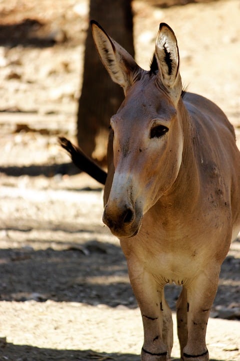 Caring for Your Somali Dog: Tips for a Happy, Healthy Companion