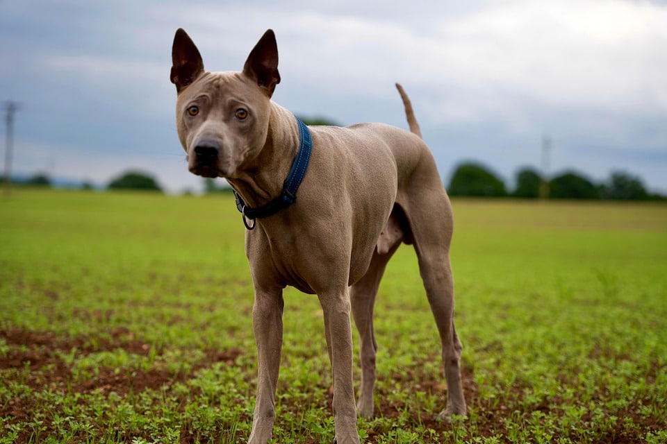 Caring for Your Thai Ridgeback: Love, Traits & Training Tips