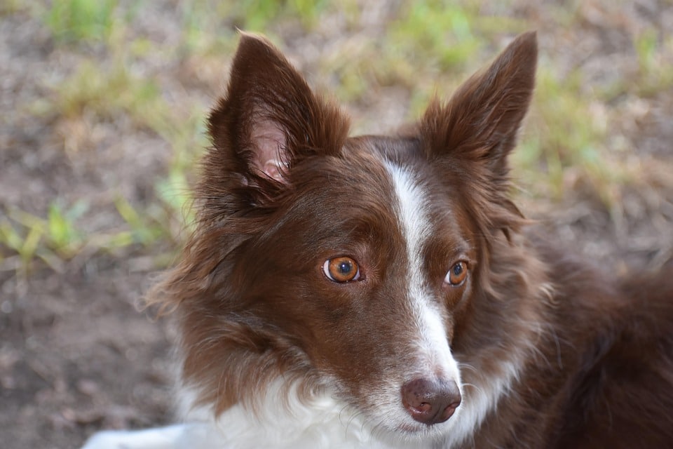 Caring for a Collie: Tips for Keeping Your Furry Friend Happy!