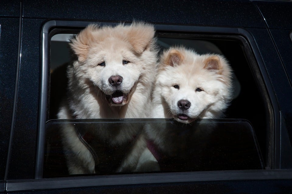 Chow Chows: The Loyal Guardians with Unique Personalities