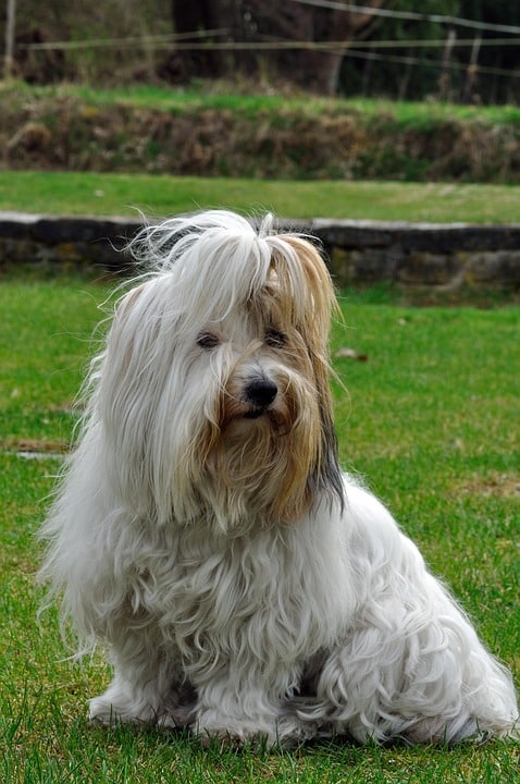 Coton de Tulear: The Joyful Companion Every Dog Lover Needs!