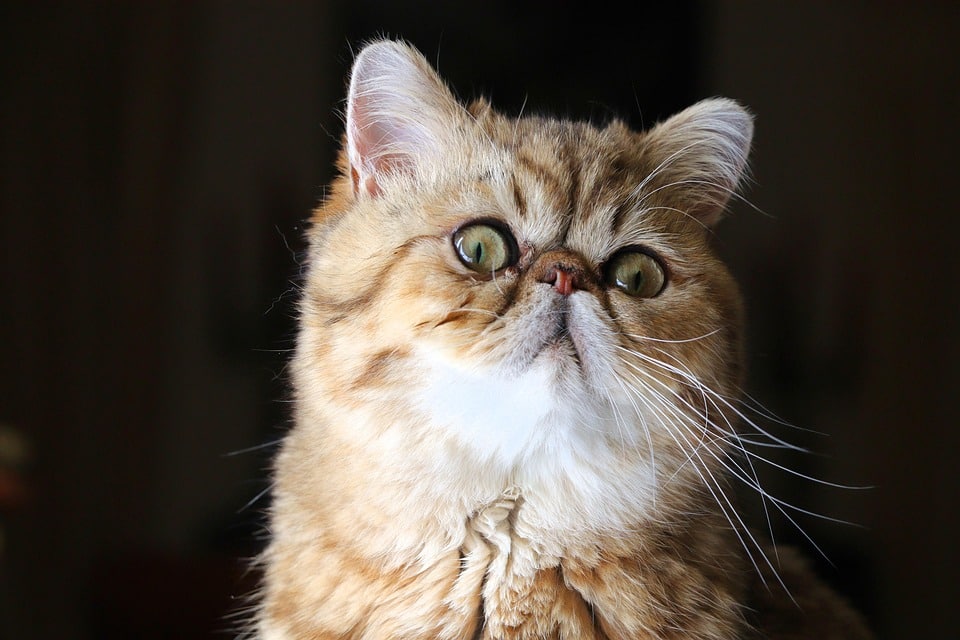 Cuddly Companions: 7 Reasons to Love the Exotic Shorthair Cat