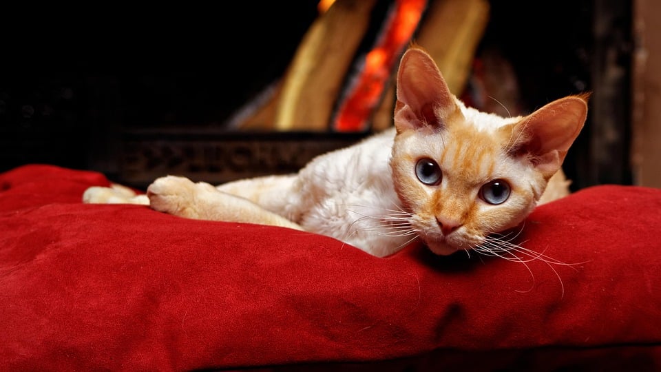 Devon Rex Delight: Unique Traits That Make Them Perfect Pets
