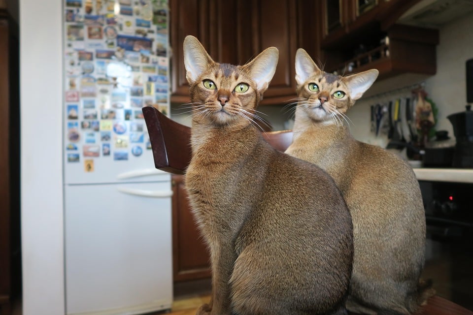 Discover the Abyssinian: Fascinating Facts for Proud Pet Owners