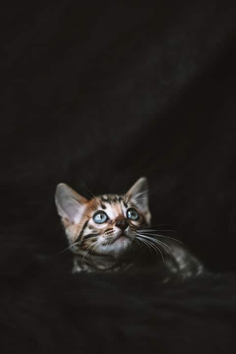 Discover the Bengal: Playful Pets with a Wild Heart