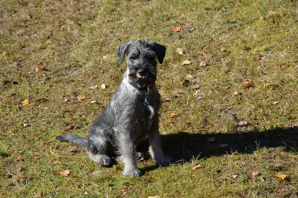 Discover the Charming Personality of Standard Schnauzers!