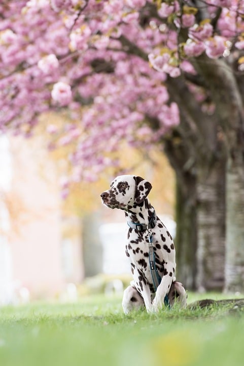 Discover the Energetic Dalmatian: Care Tips and Fun Facts!