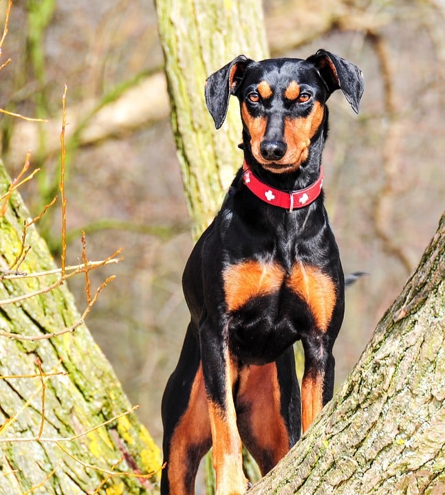 Discover the German Pinscher: Your Loyal, Energetic Companion!