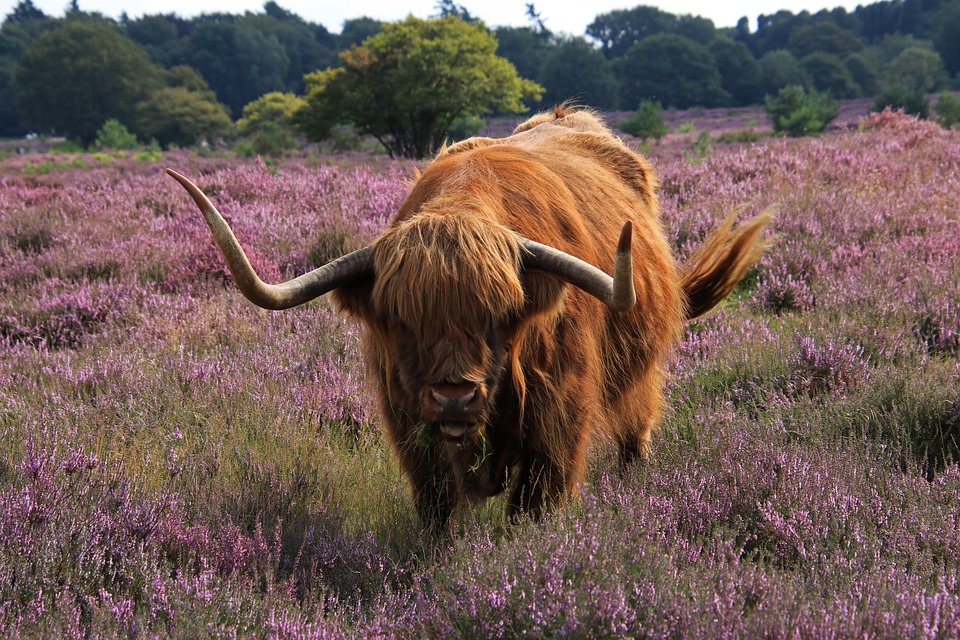Discover the Highlander: Unique Facts & Emotional Benefits of This Breed